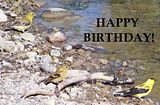 1BDAYBIRD.jpg image by Ladyofshadow