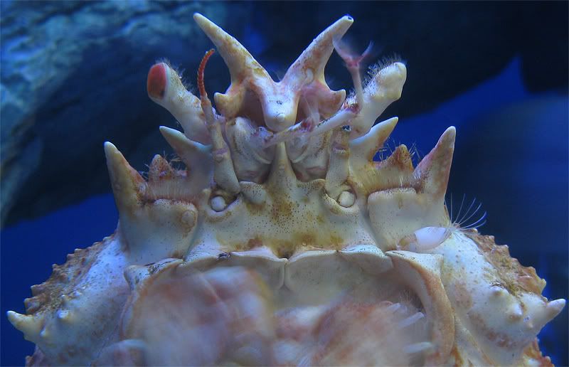 IMAGE: http://i5.photobucket.com/albums/y162/andyrsxs/Canon%20G9/Ritz%20Aquarium/Crab-2-100-crop.jpg