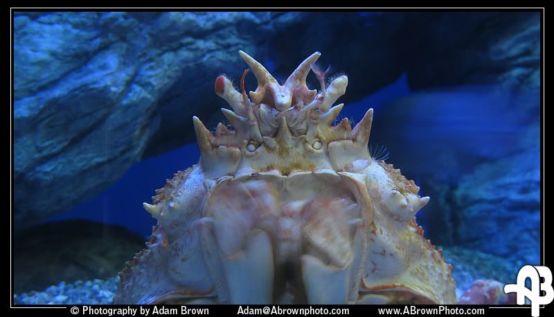 IMAGE: http://i5.photobucket.com/albums/y162/andyrsxs/Canon%20G9/Ritz%20Aquarium/Crab-2.jpg