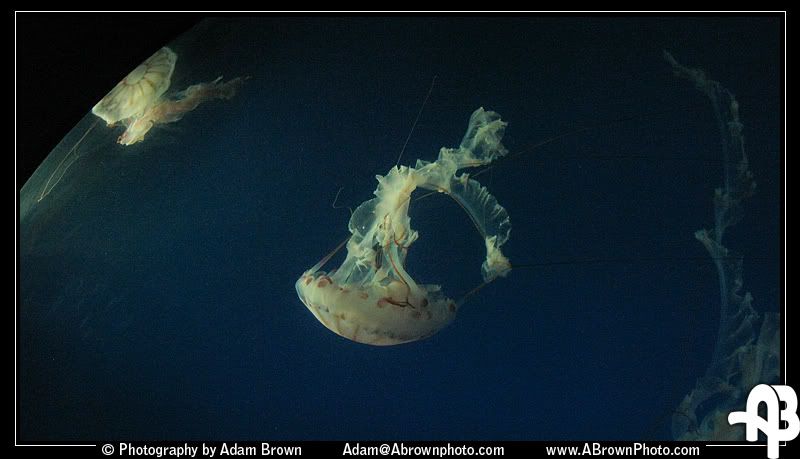 IMAGE: http://i5.photobucket.com/albums/y162/andyrsxs/Canon%20G9/Ritz%20Aquarium/Jelly-2.jpg