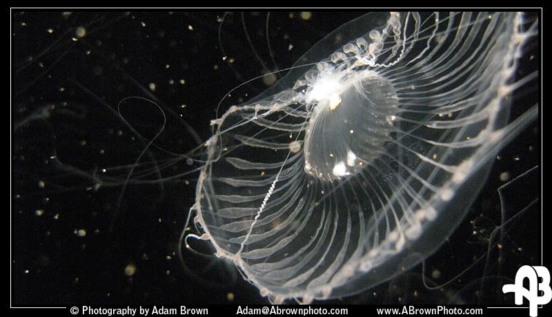 IMAGE: http://i5.photobucket.com/albums/y162/andyrsxs/Canon%20G9/Ritz%20Aquarium/Jelly.jpg