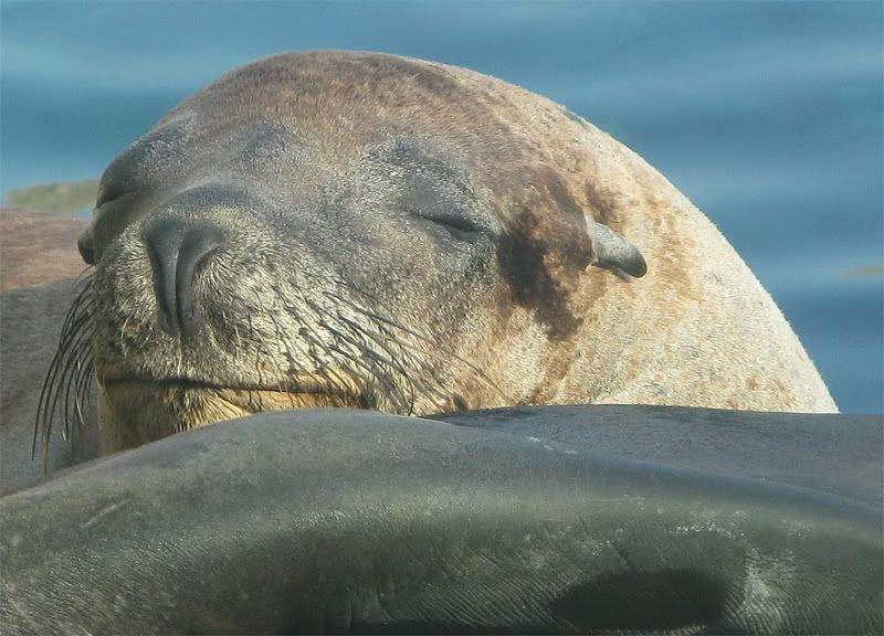 IMAGE: http://i5.photobucket.com/albums/y162/andyrsxs/Canon%20G9/Ritz%20Aquarium/Lazy-1-100-Crop.jpg