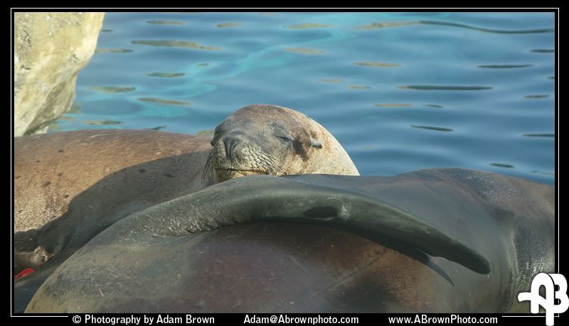 IMAGE: http://i5.photobucket.com/albums/y162/andyrsxs/Canon%20G9/Ritz%20Aquarium/Lazy-1.jpg