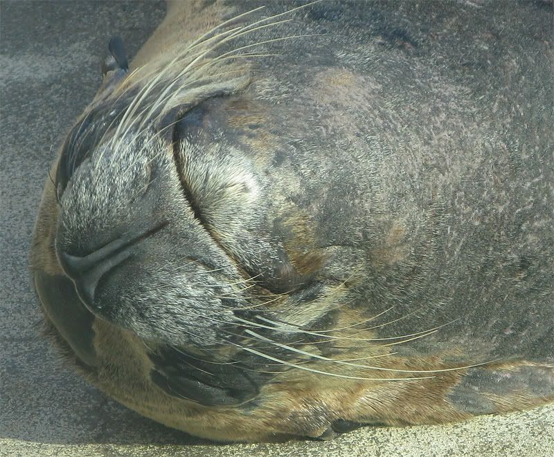 IMAGE: http://i5.photobucket.com/albums/y162/andyrsxs/Canon%20G9/Ritz%20Aquarium/Lazy-100-Crop.jpg