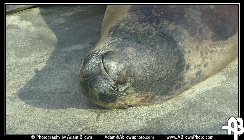 IMAGE: http://i5.photobucket.com/albums/y162/andyrsxs/Canon%20G9/Ritz%20Aquarium/Lazy.jpg