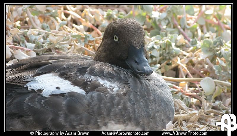 IMAGE: http://i5.photobucket.com/albums/y162/andyrsxs/Canon%20G9/Ritz%20Aquarium/Quack.jpg