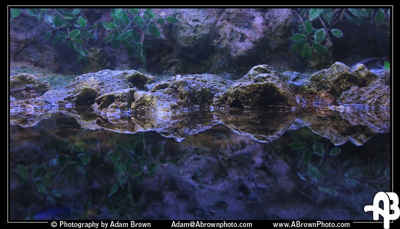 IMAGE: http://i5.photobucket.com/albums/y162/andyrsxs/Canon%20G9/Ritz%20Aquarium/Reflection.jpg