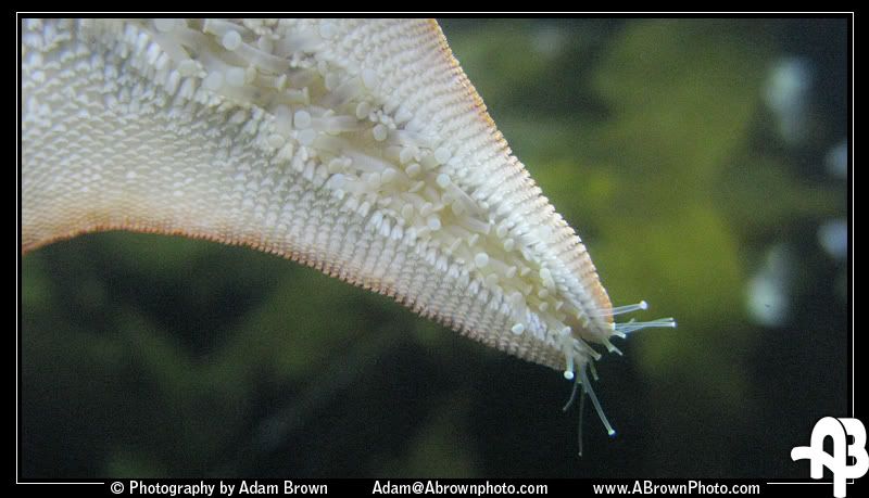 IMAGE: http://i5.photobucket.com/albums/y162/andyrsxs/Canon%20G9/Ritz%20Aquarium/Sea-Star-2.jpg