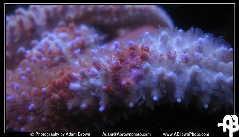 IMAGE: http://i5.photobucket.com/albums/y162/andyrsxs/Canon%20G9/Ritz%20Aquarium/Sea-Star-3.jpg