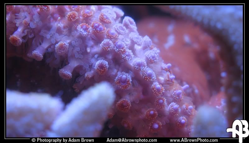 IMAGE: http://i5.photobucket.com/albums/y162/andyrsxs/Canon%20G9/Ritz%20Aquarium/Sea-Star-4.jpg