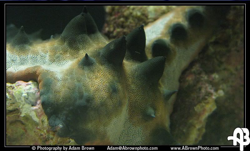 IMAGE: http://i5.photobucket.com/albums/y162/andyrsxs/Canon%20G9/Ritz%20Aquarium/Sea-Star.jpg