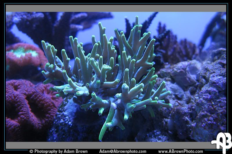 IMAGE: http://i5.photobucket.com/albums/y162/andyrsxs/Canon%20G9/Ritz%20Aquarium/cool.jpg