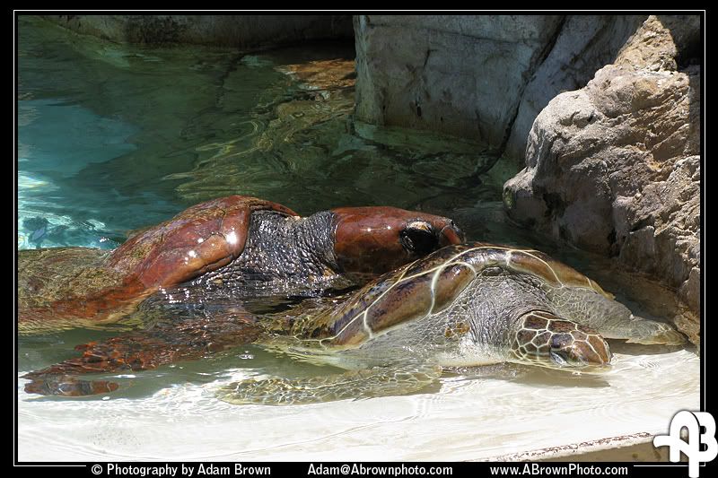 IMAGE: http://i5.photobucket.com/albums/y162/andyrsxs/Canon%20G9/Sea%20World%202008/b.jpg