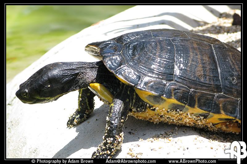 IMAGE: http://i5.photobucket.com/albums/y162/andyrsxs/Canon%20G9/Sea%20World%202008/c.jpg