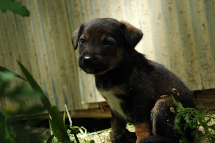 IMAGE: http://i5.photobucket.com/albums/y162/blackfocal2004/farm007.jpg