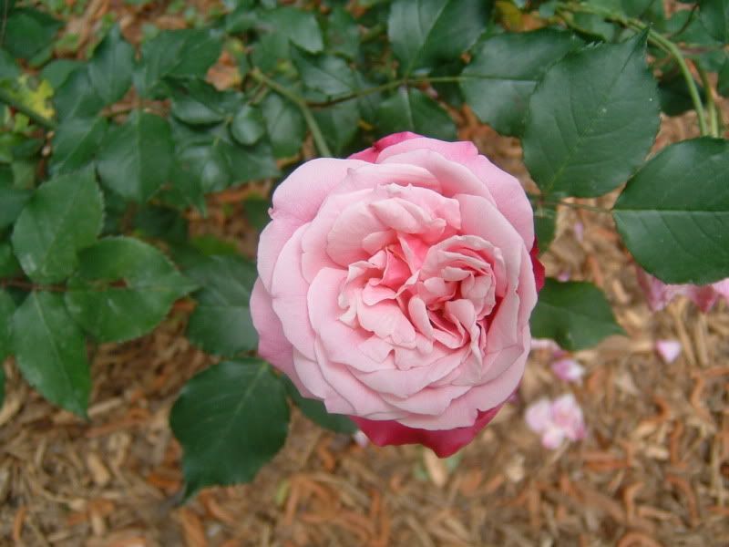 What does dreaming of the color pink mean The Meaning Of Color