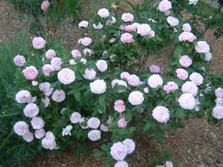 Marchesa Boccella-bush