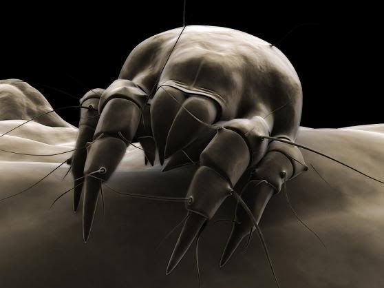 dust-mite.jpg