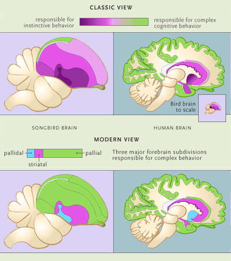 http://i5.photobucket.com/albums/y163/MageGrayWolf/03-brai-diagram.gif