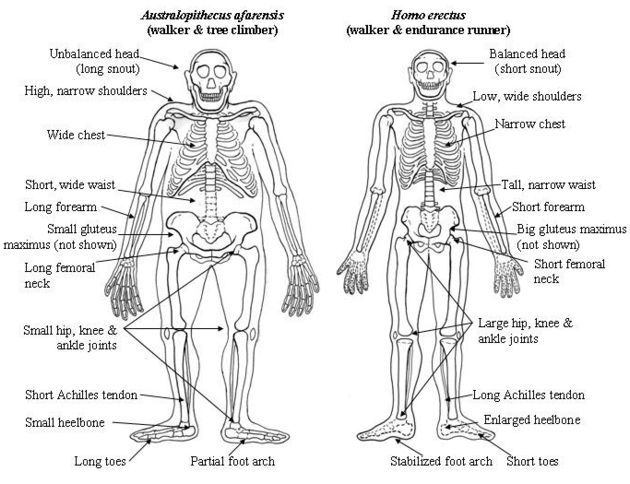 http://i5.photobucket.com/albums/y163/MageGrayWolf/Evolution/Australopithecus-Erectus.jpg