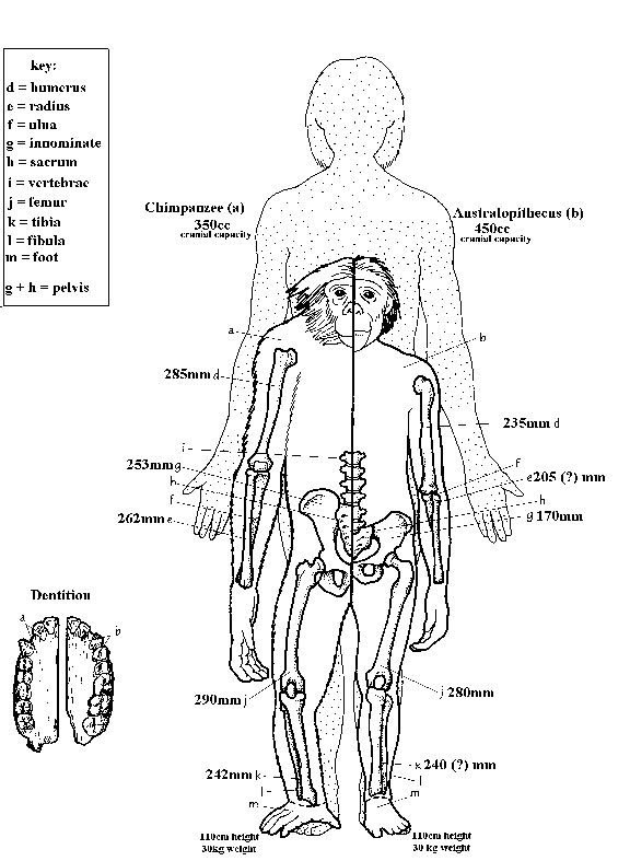 http://i5.photobucket.com/albums/y163/MageGrayWolf/Evolution/comparative2.gif