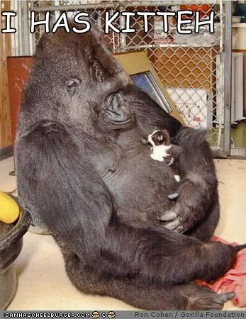 http://i5.photobucket.com/albums/y163/MageGrayWolf/funny-pictures-gorilla-kitten.jpg