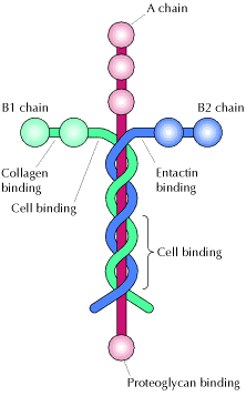 http://i5.photobucket.com/albums/y163/MageGrayWolf/junk/laminin.gif