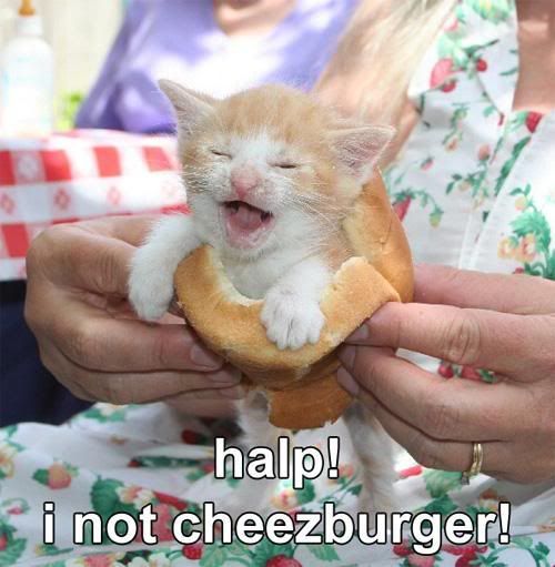 http://i5.photobucket.com/albums/y163/MageGrayWolf/lolcat/Burger-cat.jpg