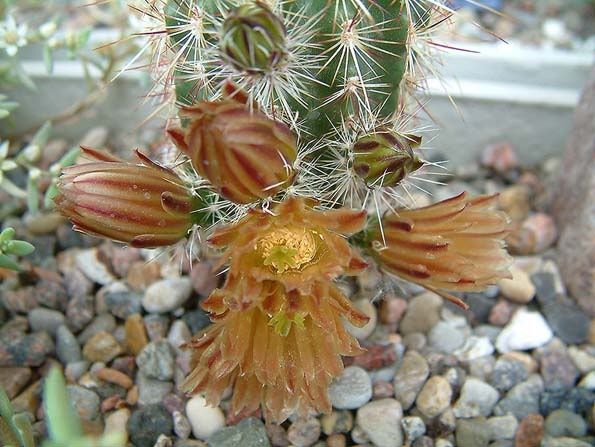 Image hosted by Photobucket.com