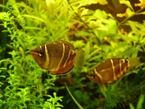 [img width=565 height=424]http://i5.photobucket.com/albums/y163/bruhnhilde/chocolaatjes.jpg[/img]