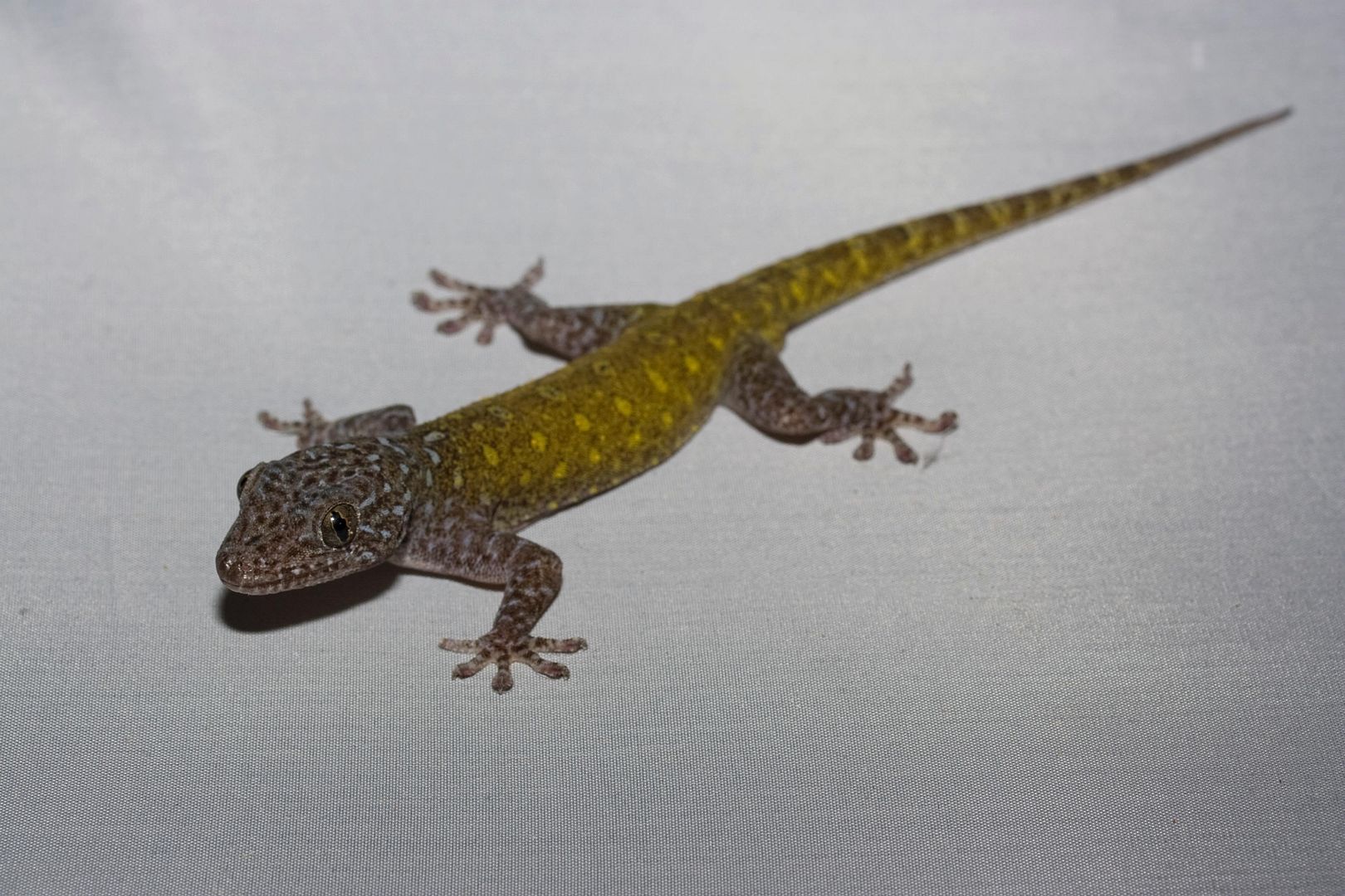 011910MaleGpetricolus.jpg