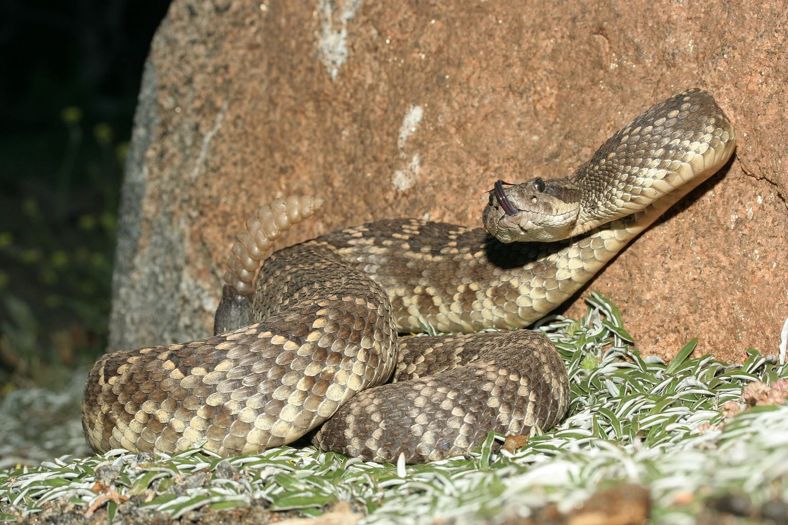 IMG_3918.jpg