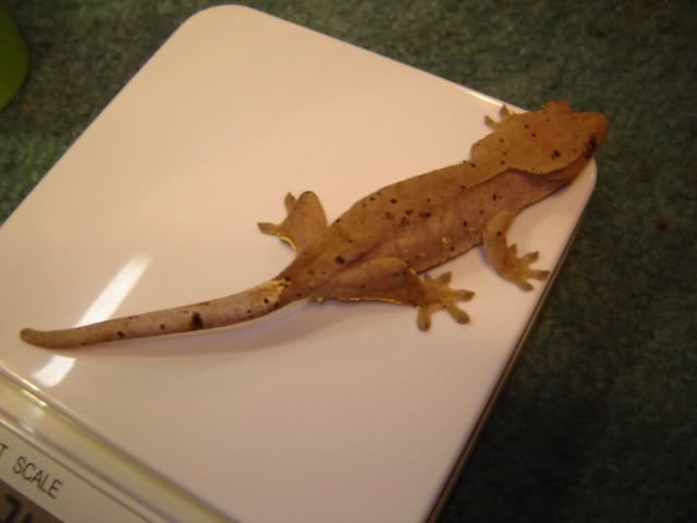 tokay gecko care sheet petco