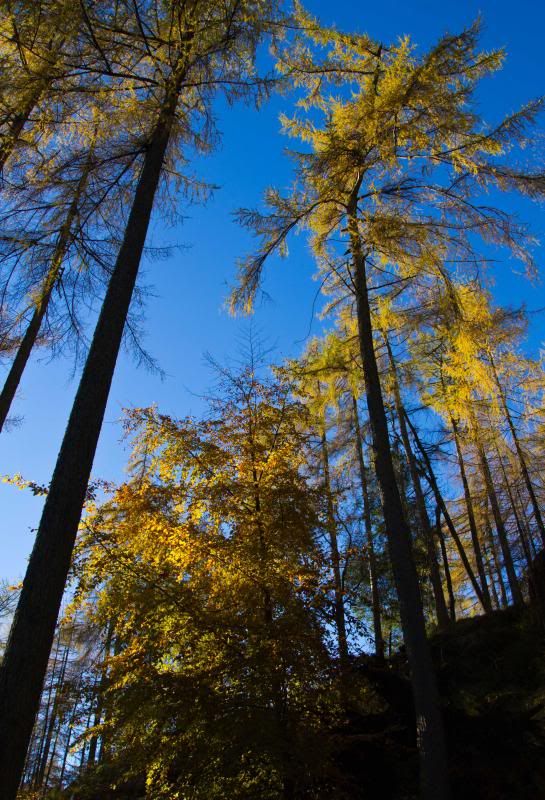 IMAGE: http://i5.photobucket.com/albums/y163/homerplaysbass/IMG_5518_zps5c364571.jpg