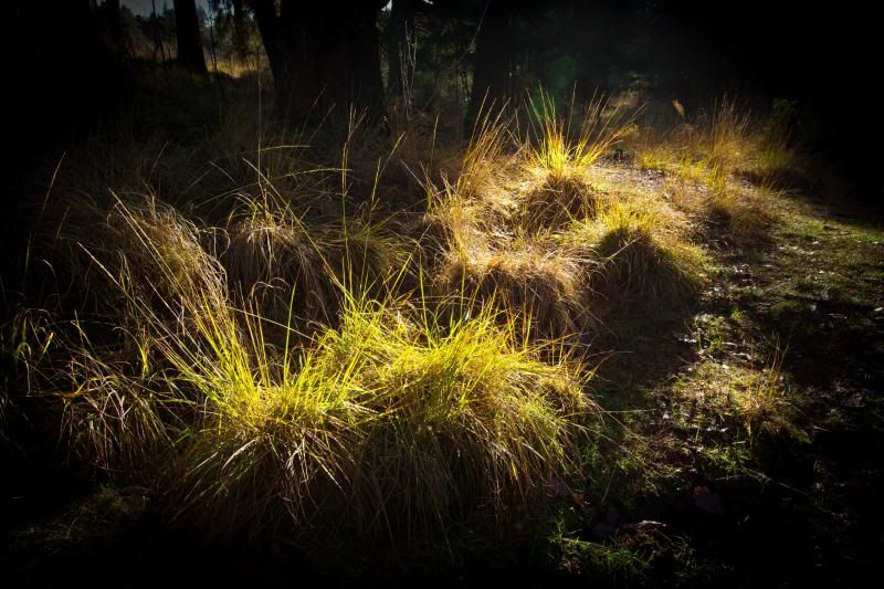 IMAGE: http://i5.photobucket.com/albums/y163/homerplaysbass/IMG_5542_zpsdec0f7aa.jpg