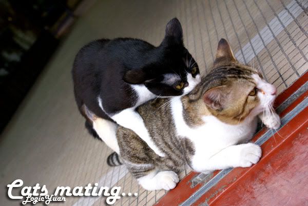 cats having sex mating in the temple