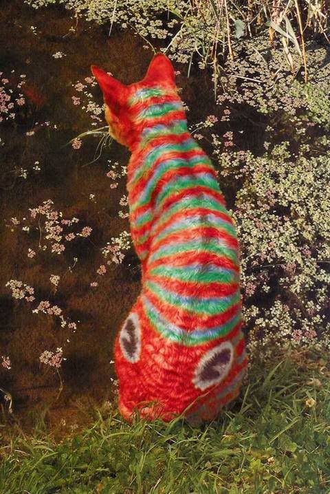 afasdfds.jpg Fish image by tokage32