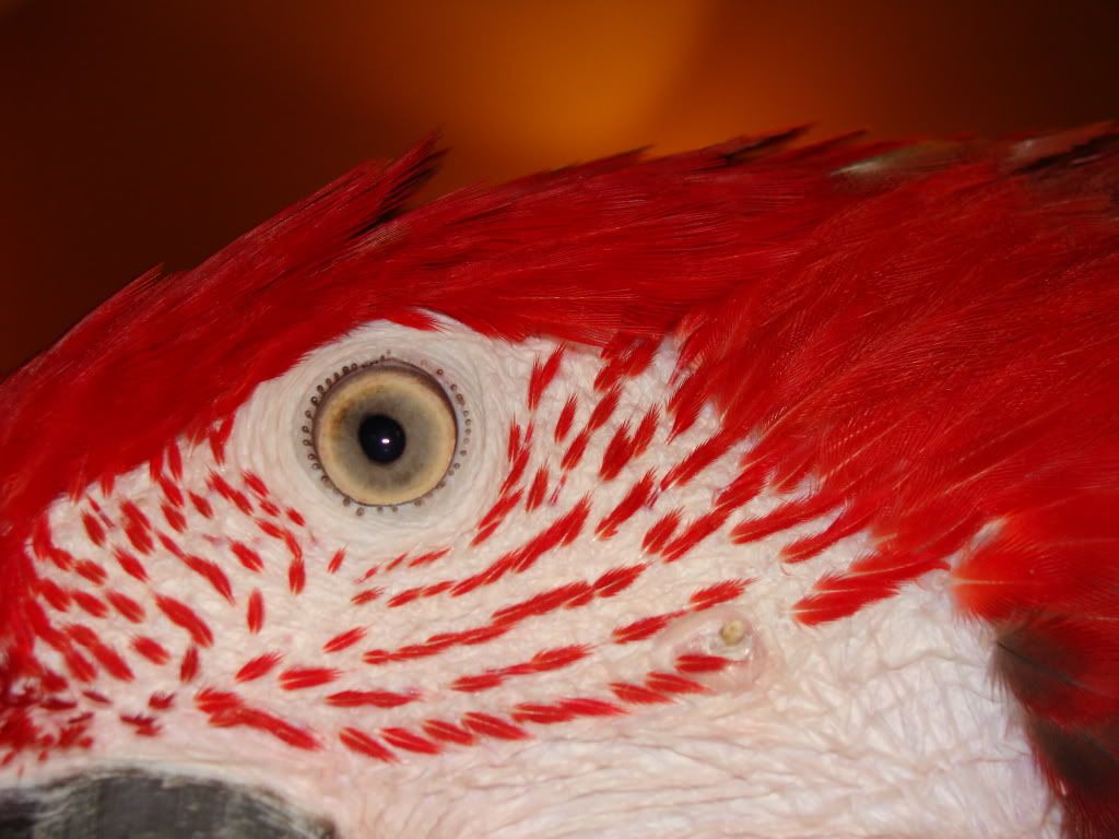 feather cyst African Grey Parrot Boards
