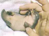 Baby Platypus Images