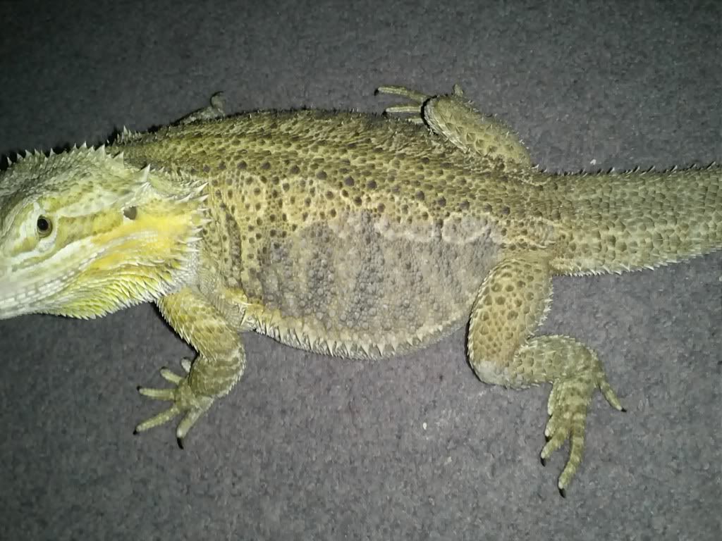 HELP!! Bruised Bearded Dragon?! Reptile Forums
