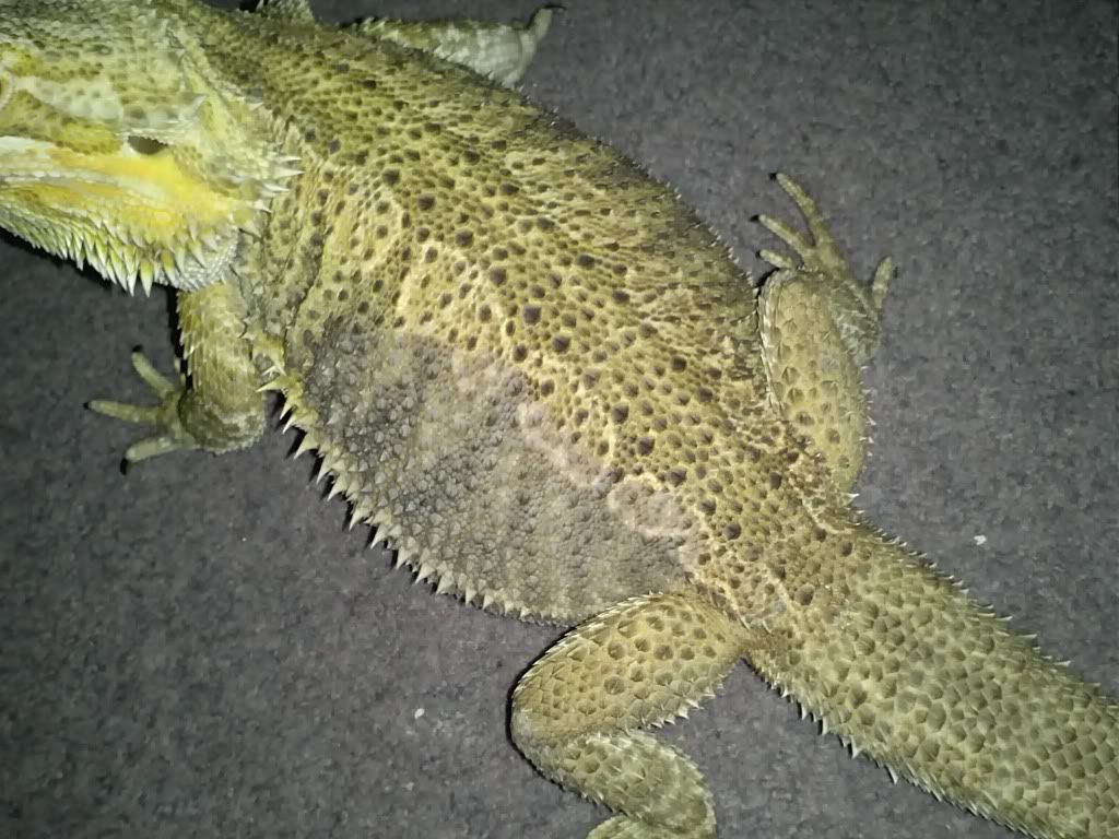 HELP!! Bruised Bearded Dragon?! Reptile Forums