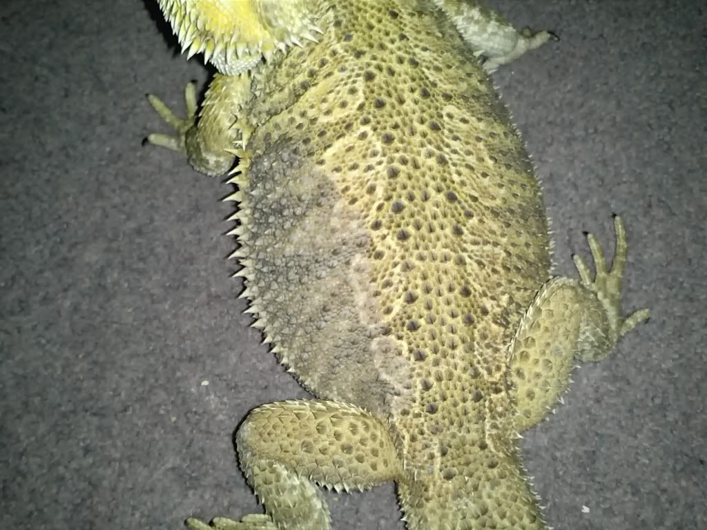 HELP!! Bruised Bearded Dragon?! Reptile Forums