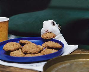 cookie thief!
