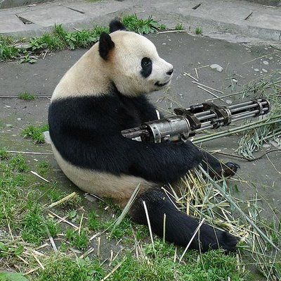 animals with guns shooting. showing Funny animals guns