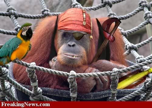 Monkey-Pirate--32135.jpg