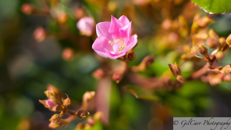 IMAGE: http://i5.photobucket.com/albums/y165/batmangil/IMG_0291.jpg