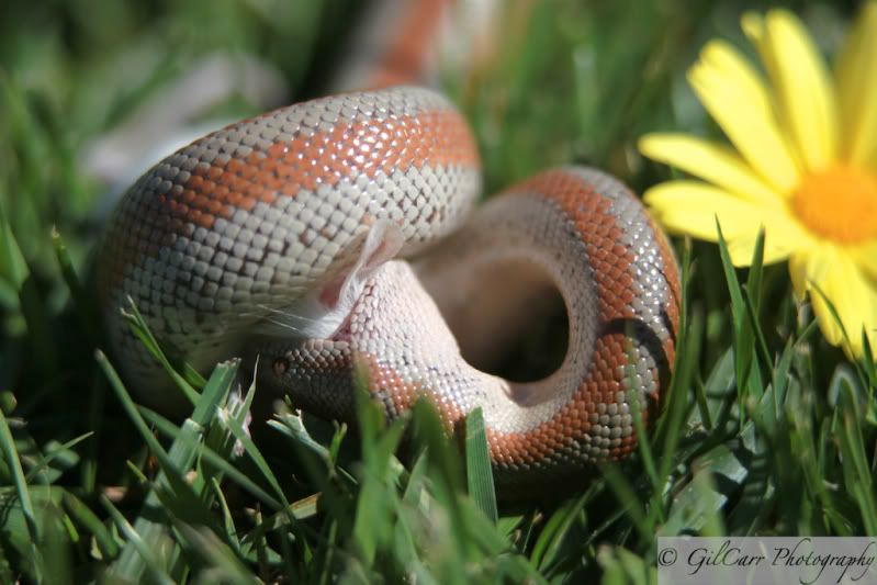 IMAGE: http://i5.photobucket.com/albums/y165/batmangil/IMG_1871.jpg