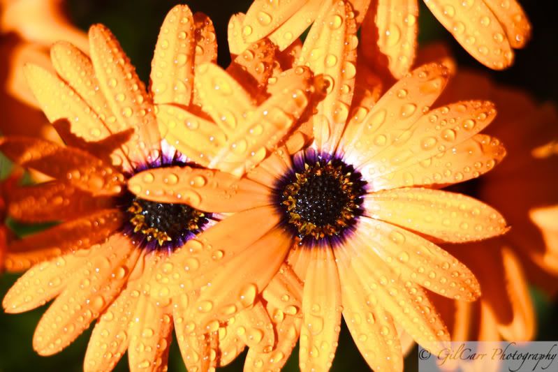 IMAGE: http://i5.photobucket.com/albums/y165/batmangil/IMG_1908.jpg