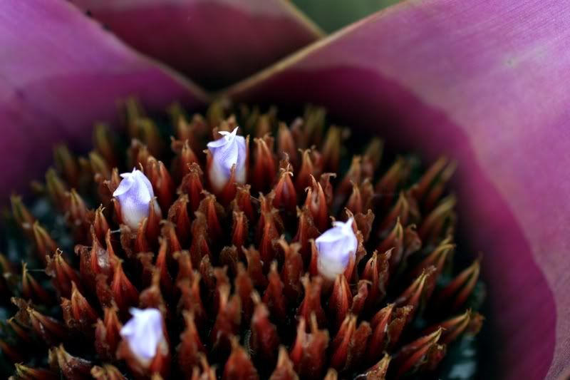 IMAGE: http://i5.photobucket.com/albums/y165/sfbullygirl/IMG_10072.jpg