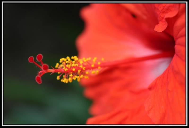 IMAGE: http://i5.photobucket.com/albums/y165/sfbullygirl/IMG_10602.jpg